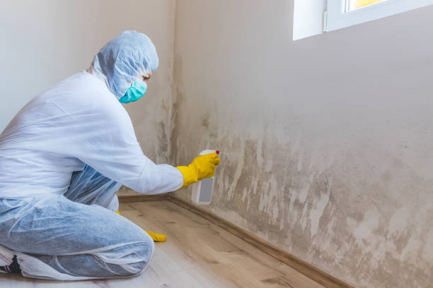 Licensed Basement Mold Remediation service in Crocheron, MD - WQB Mold Removal