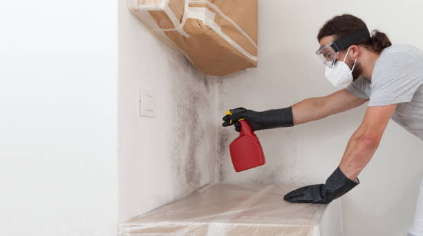 Professional Basement Mold Remediation technician working in Crocheron, MD