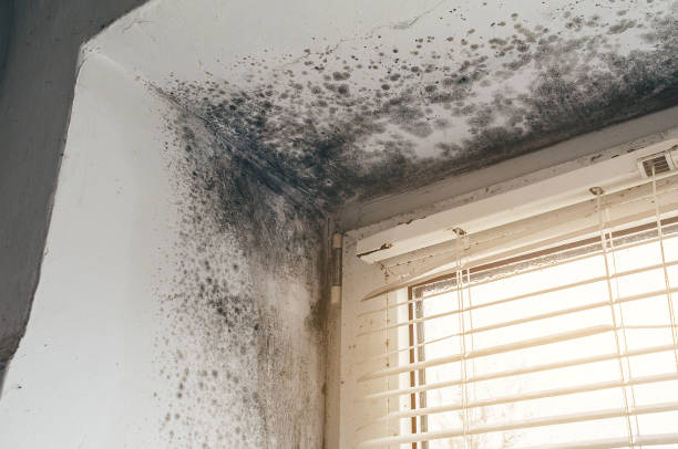 Affordable Basement Mold Remediation solutions in Crocheron, MD