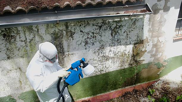Top rated local Basement Mold Remediation specialists in Crocheron, MD
